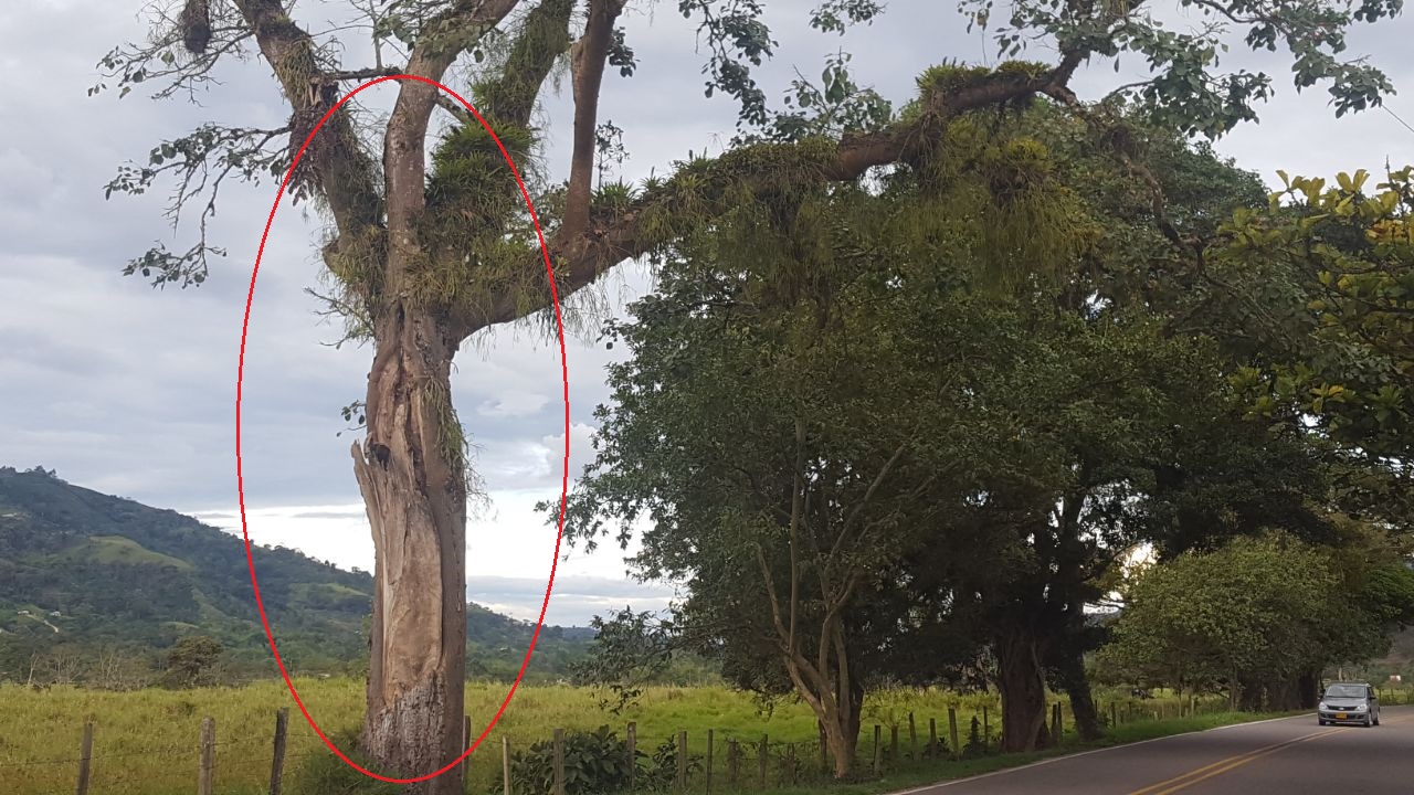 Denuncian peligro por arboles muertos en la vía Pitalito -Timaná 2