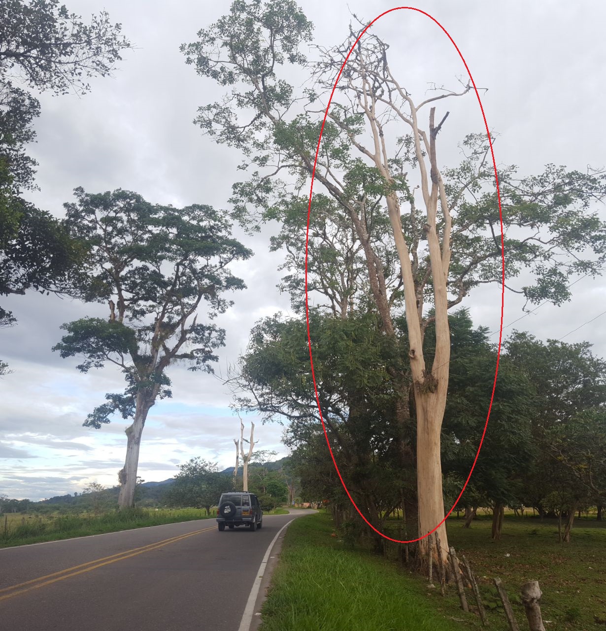 Denuncian peligro por arboles muertos en la vía Pitalito -Timaná 4