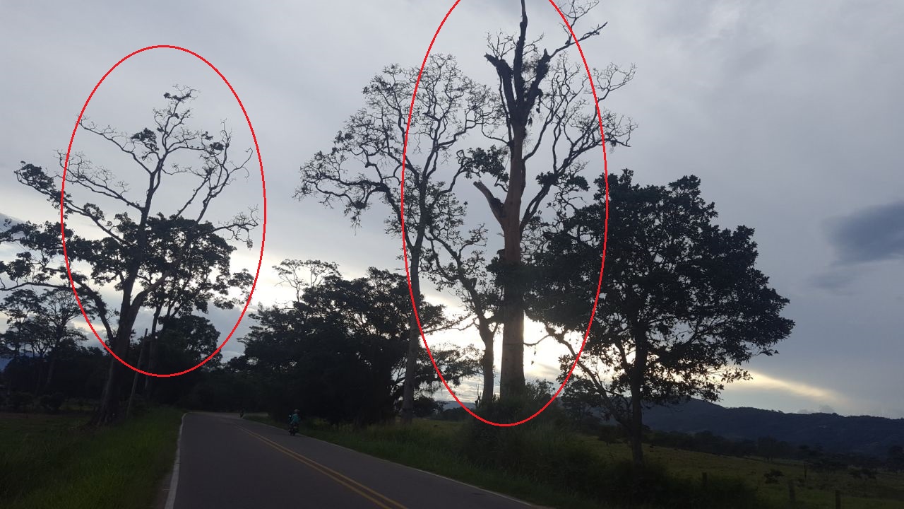 Denuncian peligro por arboles muertos en la vía Pitalito -Timaná 3