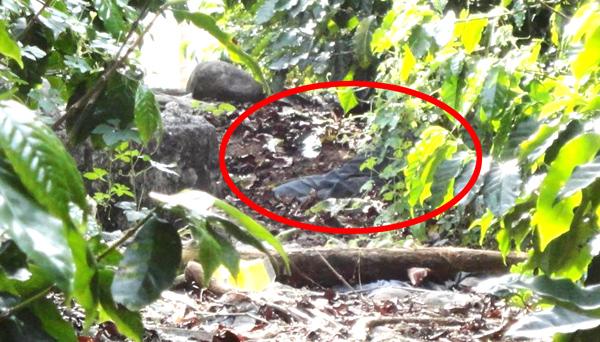 Al Valle del Cauca, será llevado cadáver de mujer asesinada en San Agustín 1