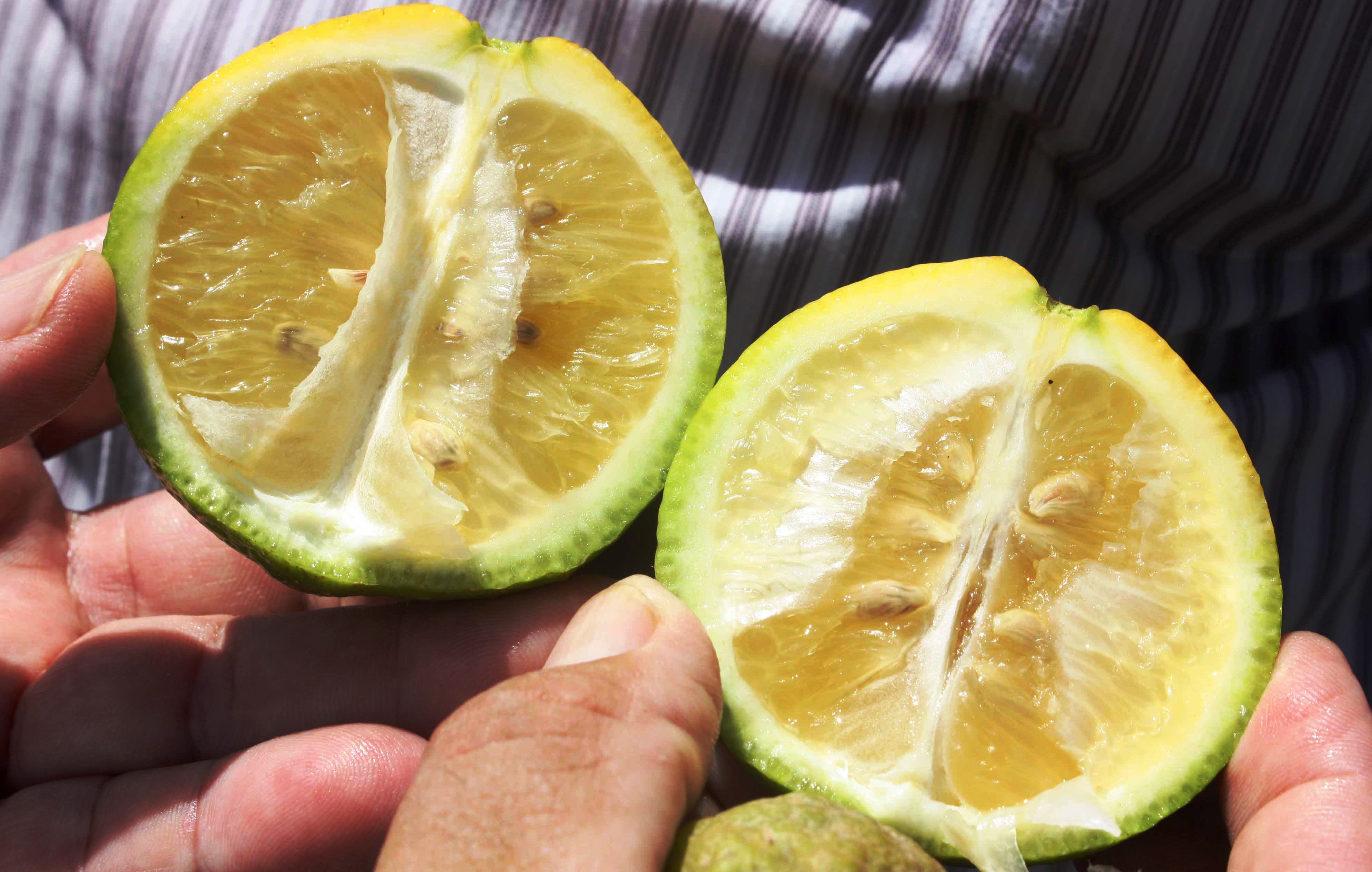 El ICA confirmó que el Huila se encuentra libre del virus HLB de los cítricos 4
