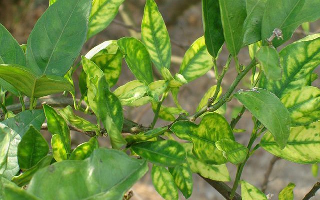 El ICA confirmó que el Huila se encuentra libre del virus HLB de los cítricos 3