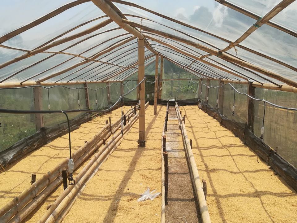 Inversiones para fortalecer la producción agrícola asociativa, se realizan en Paicol 2