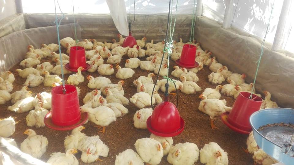 Inversiones para fortalecer la producción agrícola asociativa, se realizan en Paicol 4