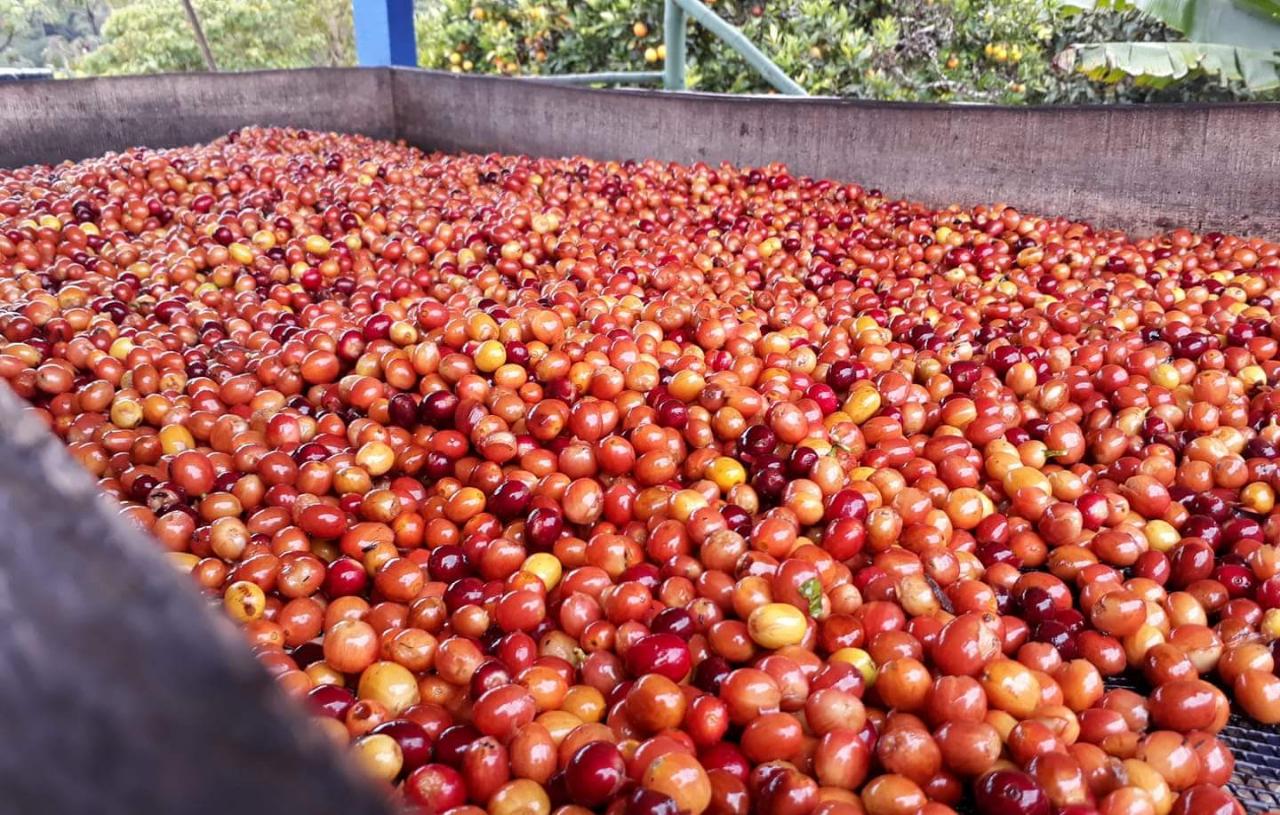 Cafeteros de San Adolfo Acevedo realizarán su primera feria de café especial 4