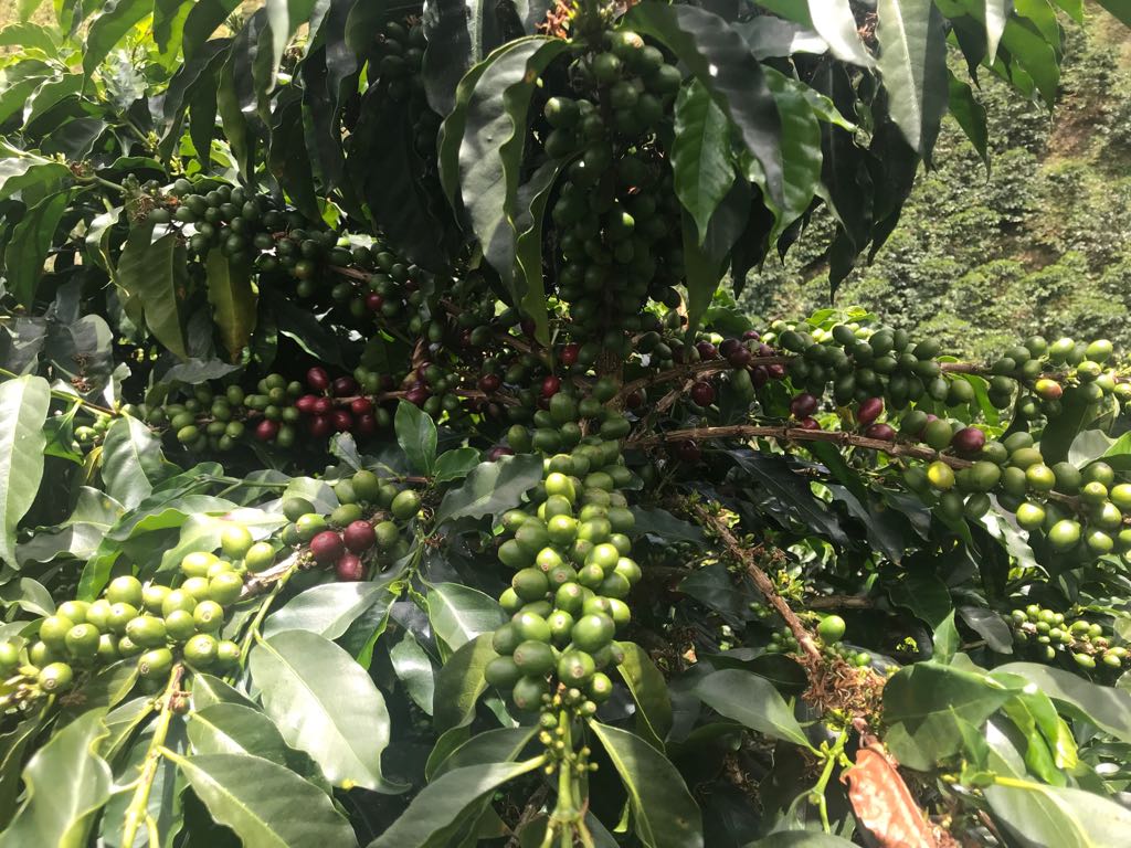 Cafeteros de San Adolfo Acevedo realizarán su primera feria de café especial 6