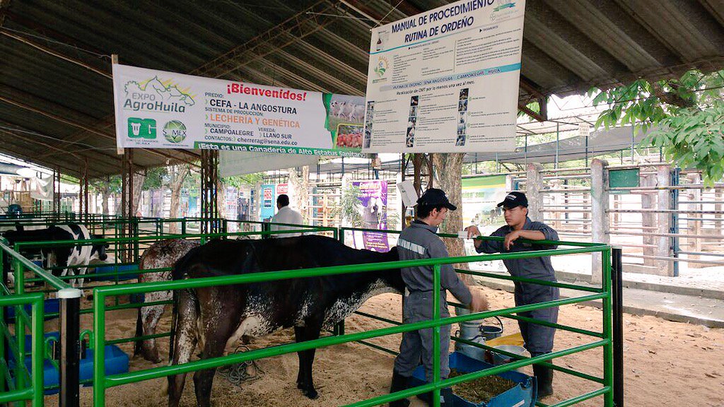 Todo listo para la XXV feria equina y ganadera más importante del Huila 1