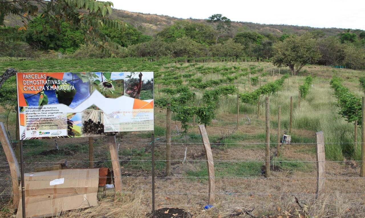 Cultivos de pasifloras en el Huila ahora son amigables con el medio ambiente 3