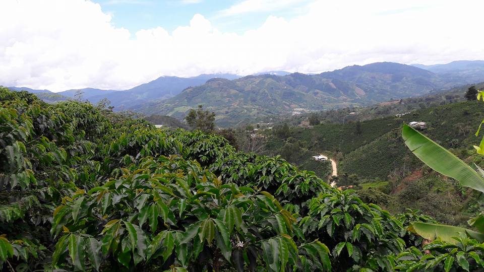 Cafeteros de San Adolfo Acevedo realizarán su primera feria de café especial 1