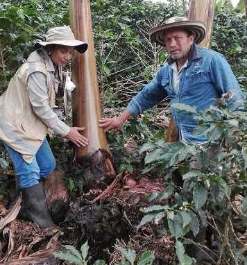 Monitoreo a problemas fitosanitarios de plátano y banano, realiza el ICA en el Huila 2