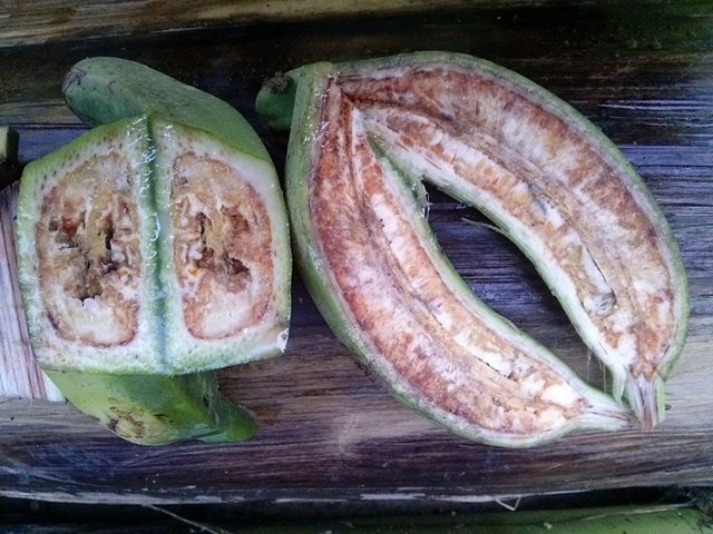 Monitoreo a problemas fitosanitarios de plátano y banano, realiza el ICA en el Huila 4