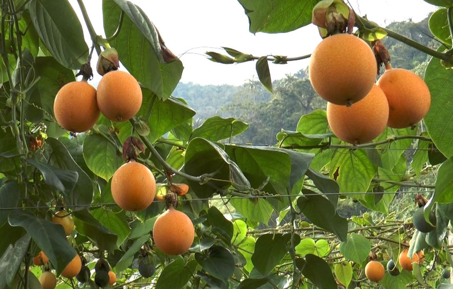 Para liderar la producción agropecuaria, sostenible y orgánica, está en el Huila AiB 5