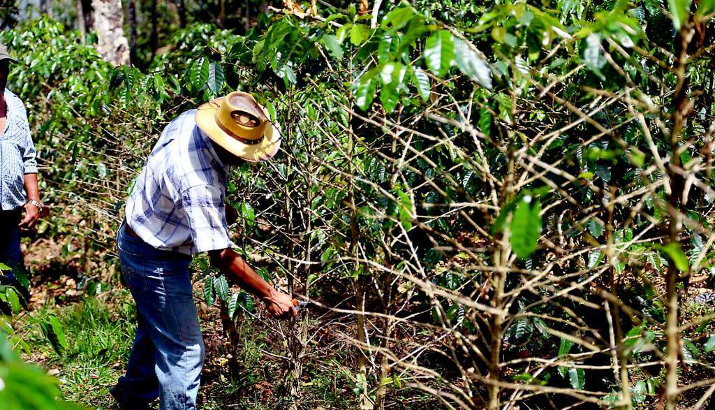 Vender su cosecha, ahora será la causa de más dificultades para los cafeteros 2