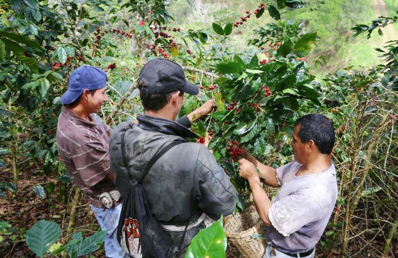 Vender su cosecha, ahora será la causa de más dificultades para los cafeteros 3