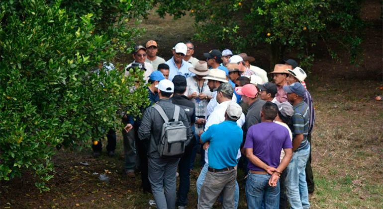 Pitalito sede del encuentro regional de productores de cítricos de exportación 1