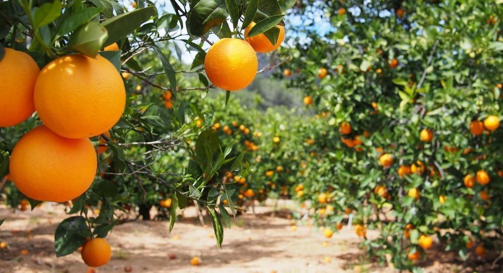 Pitalito sede del encuentro regional de productores de cítricos de exportación 3