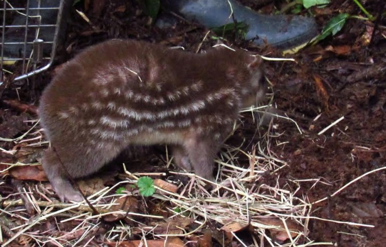 Liberación de fauna silvestre se cumplió en áreas protegidas del Huila 4