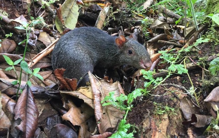 Liberación de fauna silvestre se cumplió en áreas protegidas del Huila 5