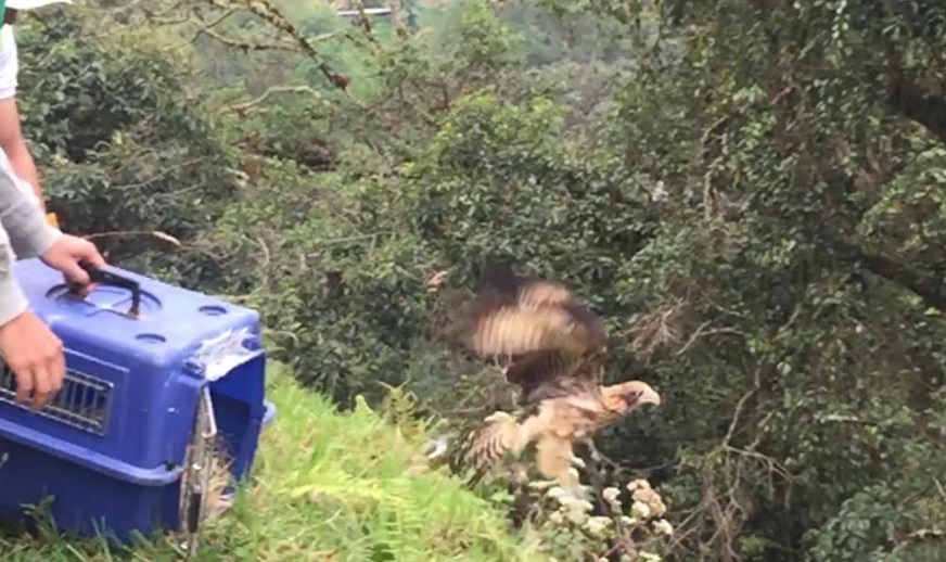Liberación de fauna silvestre se cumplió en áreas protegidas del Huila 7