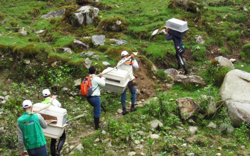 Liberación de fauna silvestre se cumplió en áreas protegidas del Huila 2