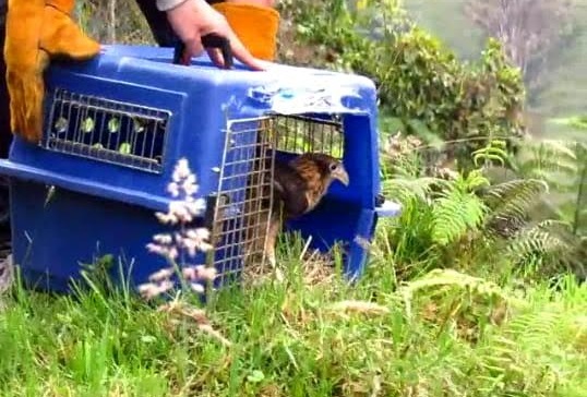 Liberación de fauna silvestre se cumplió en áreas protegidas del Huila 6