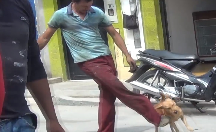Denuncian casos de maltrato y sobre-explotación animal en La Plata 4