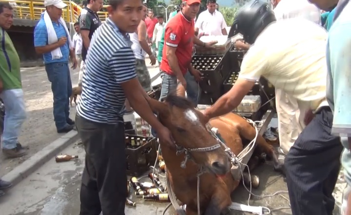 Denuncian casos de maltrato y sobre-explotación animal en La Plata 2