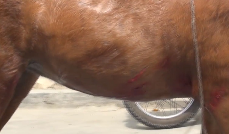 Denuncian casos de maltrato y sobre-explotación animal en La Plata 3