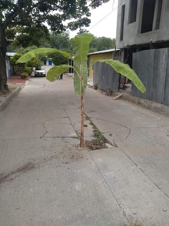 Habitantes de Aipe protestan sembrando matas de plátano en las calles 2