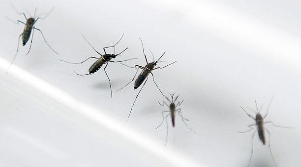 Alerta en el Huila por muerte de dos menores por causa del dengue 1