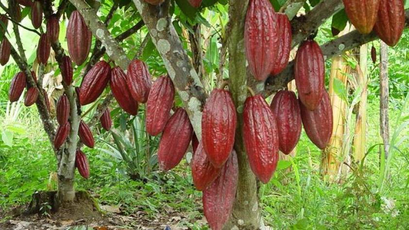 Destinan 5.300 millones para investigación y mejoramiento del cacao huilense 1