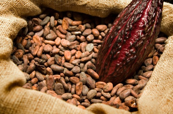 Destinan 5.300 millones para investigación y mejoramiento del cacao huilense 4