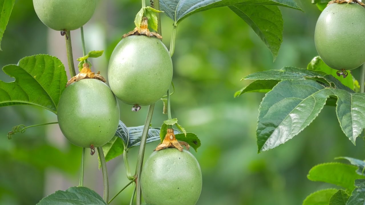 Proyecto de certificación de semillas de pasifloras va en un 50% 1