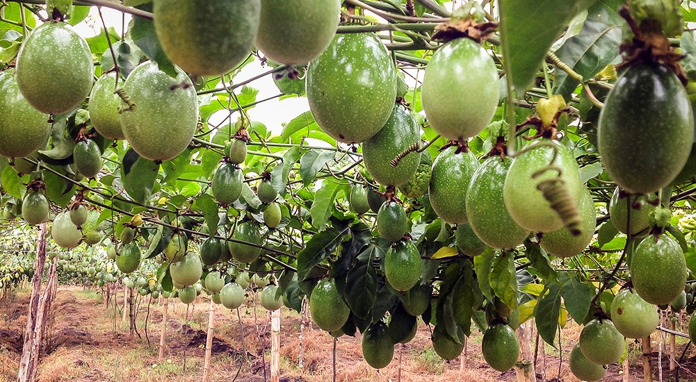 Proyecto de certificación de semillas de pasifloras va en un 50% 3