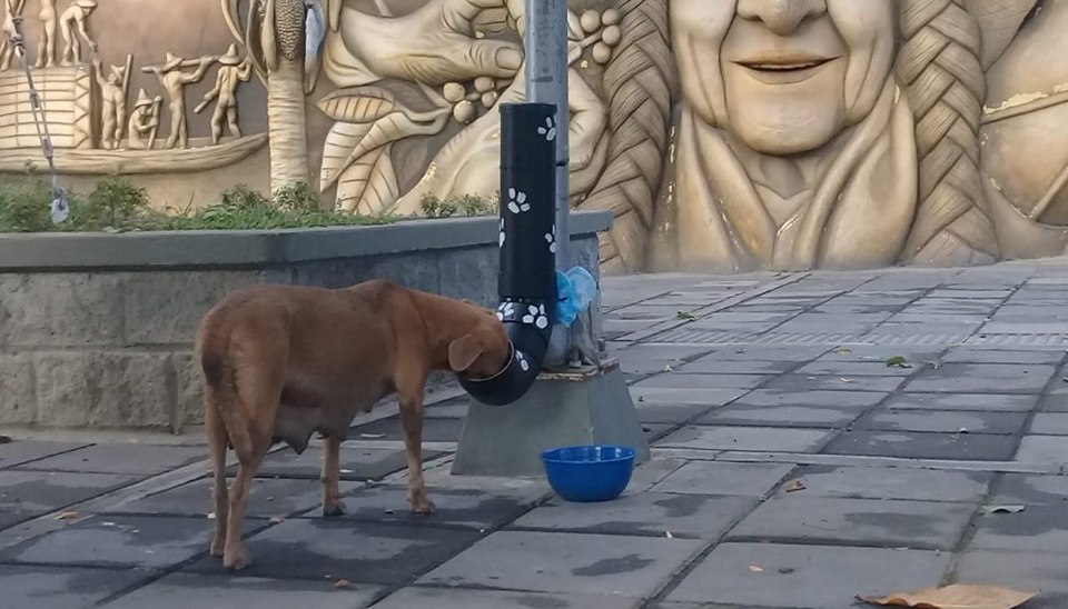 Instalan bebederos y comederos para animales de calle en Aipe 2
