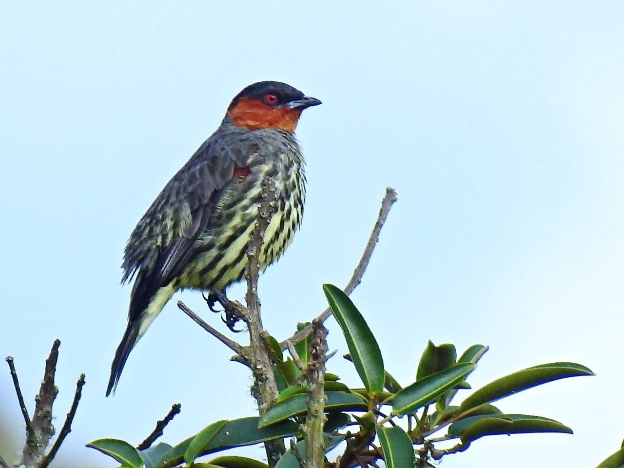 Nuevas especies de aves, fueron registradas en el Huila 2