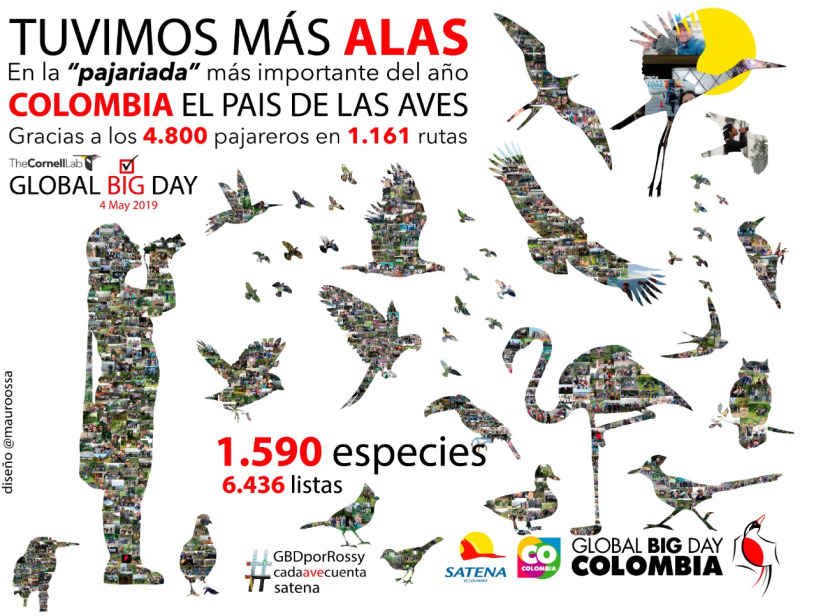 Nuevas especies de aves, fueron registradas en el Huila 7