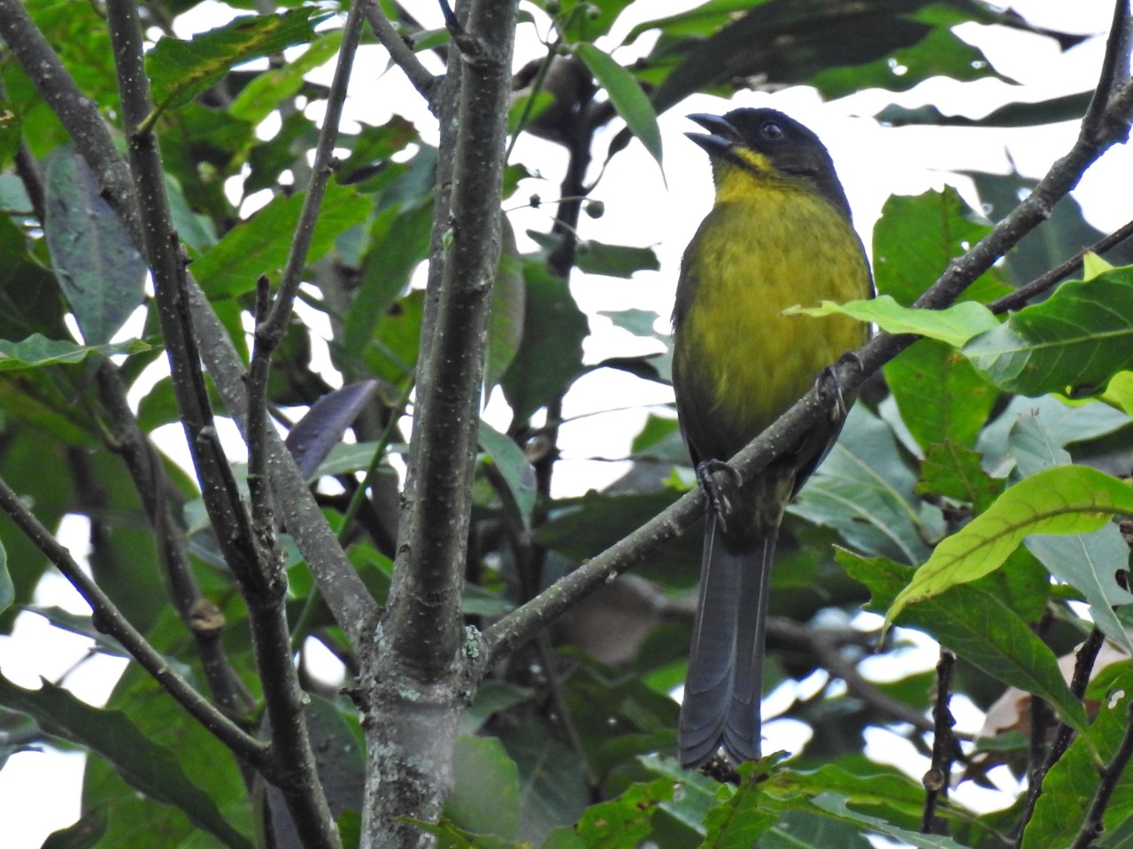 Nuevas especies de aves, fueron registradas en el Huila 6