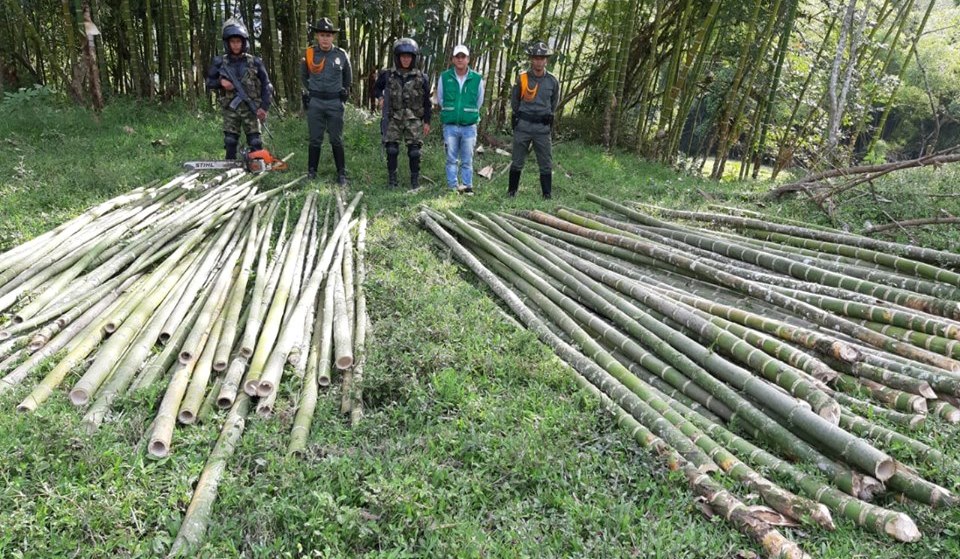 Autoridades incautaron guadua ilegalmente aprovechada en el centro del Huila 2