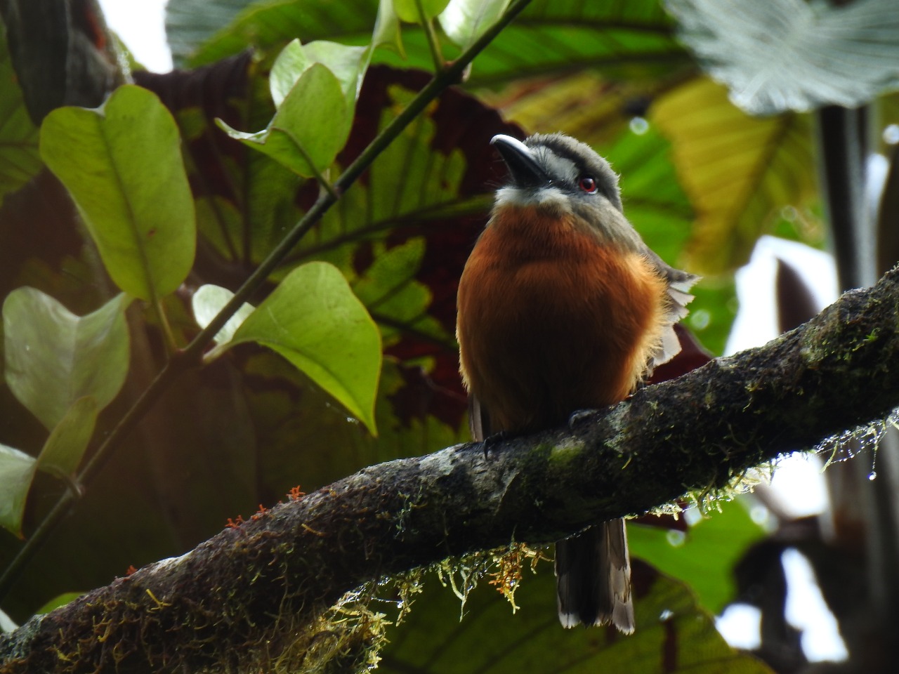 Nuevas especies de aves, fueron registradas en el Huila 5