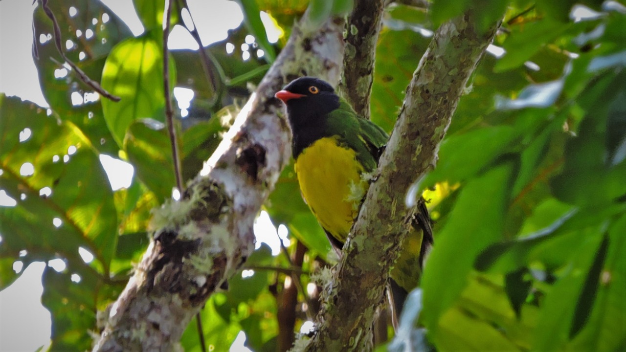 Nuevas especies de aves, fueron registradas en el Huila 4