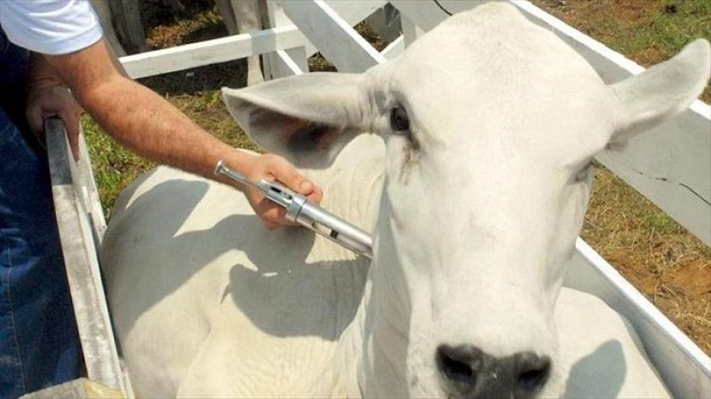 Inició el primer ciclo de vacunación bovina en el Huila 1