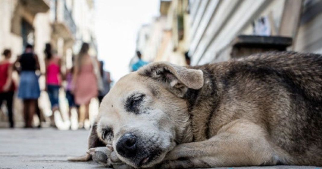 Implementan programa de protección de animales callejeros en Garzón 2