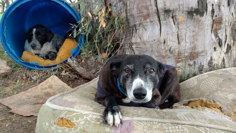 Implementan programa de protección de animales callejeros en Garzón 1