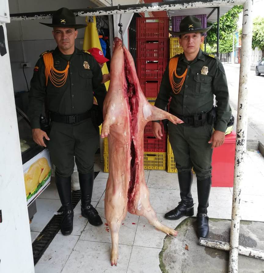 Autoridades incautaron gran cantidad de carne porcina ilegal en Neiva 1