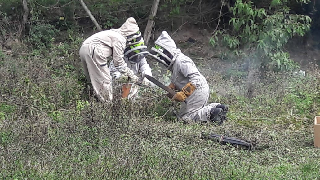 Tragedia en Suaza, adulto mayor murió tras ser atacado por enjambre de abejas 1