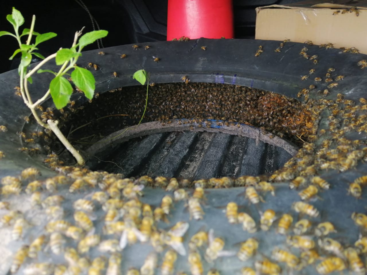 Tragedia en Suaza, adulto mayor murió tras ser atacado por enjambre de abejas 2