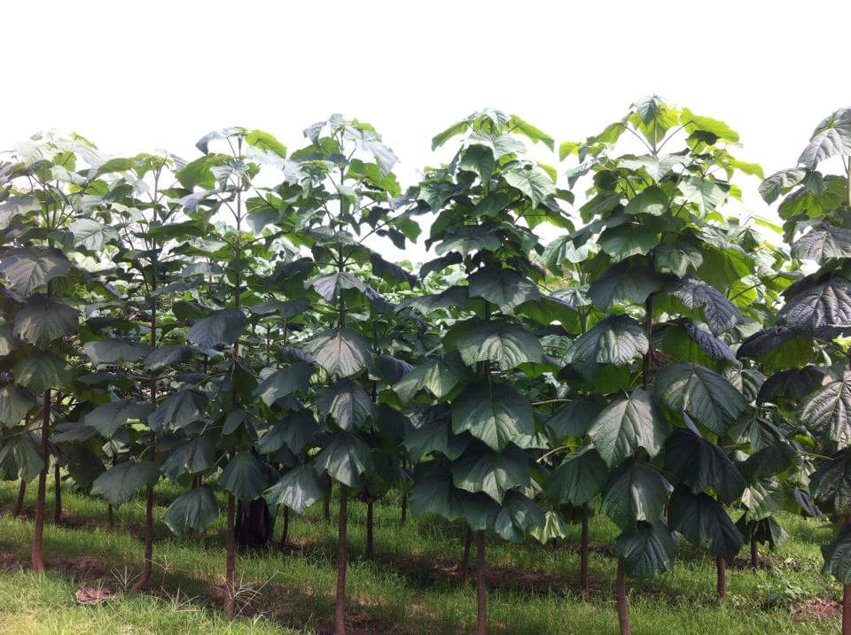 CAM prohíbe siembra de especies invasoras en el Huila 2