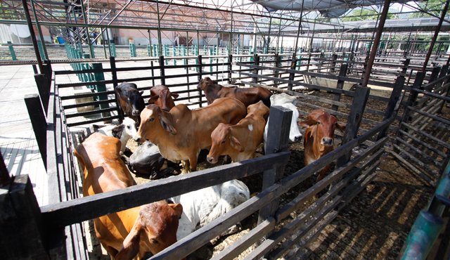 Nuevo Decreto permitirá reabrir varias plantas de sacrificio animal en el Huila 3