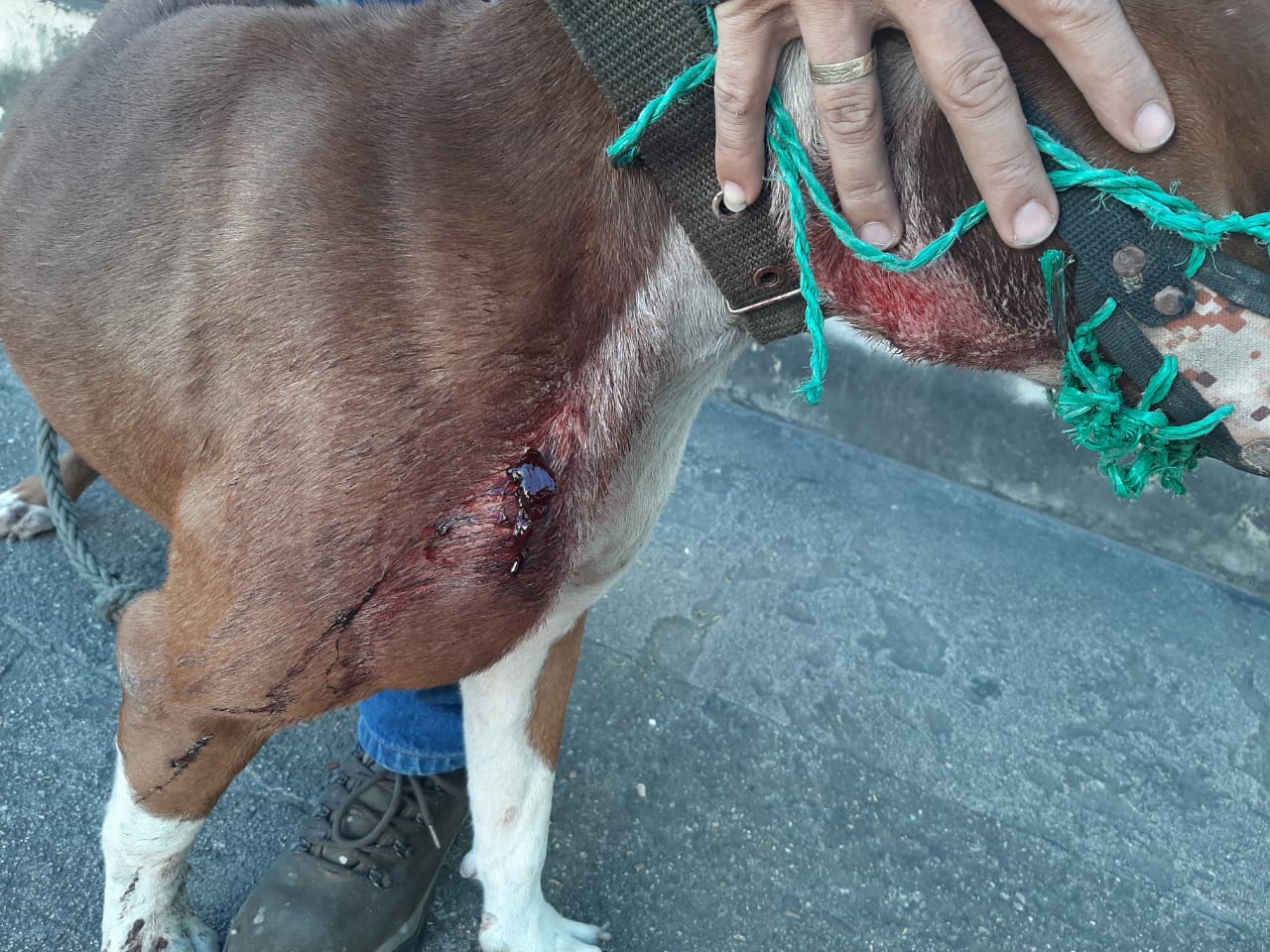 Perro evitó que ladrones hurtaran un establecimiento en Garzón 1